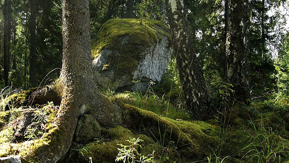 Vanhoja puita ja suuri sammaleinen kivi.