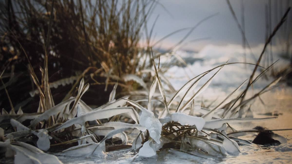 Åsa Melander: Ruissalo