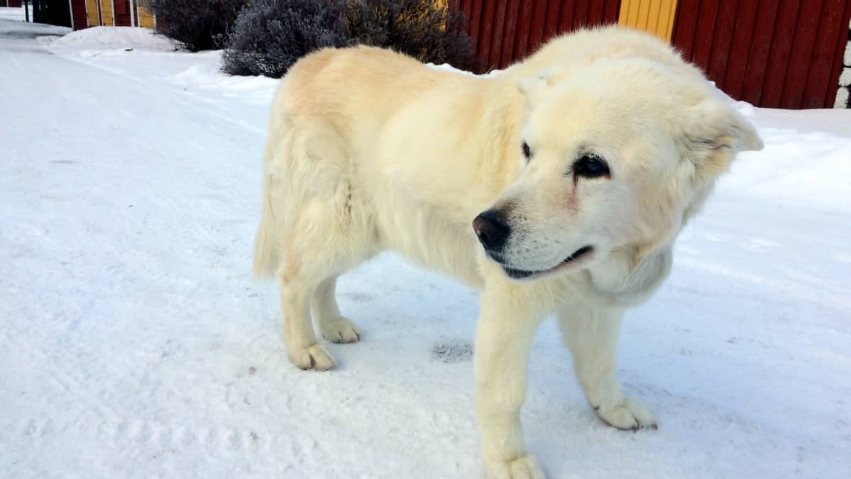 Tessu täytti 19 vuotta viikonloppuna.