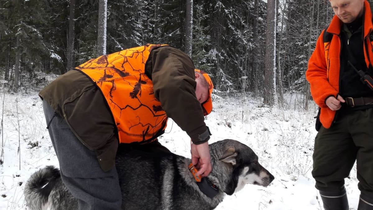 Mies tarkistaa koiransa tutkapantaa