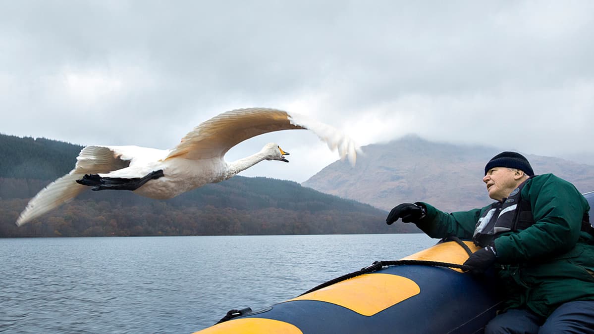 Kolmiosaisessa sarjassa David Attenborough kertoo lentävien eläinten historian.