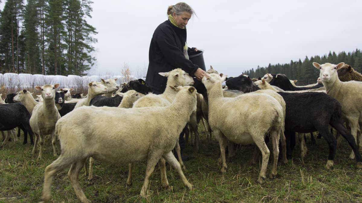 Kuvassa nainen ruokkii lampaita