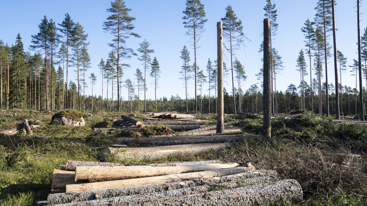 Greenpeace / metsähakkuut / avohakkuu/ Kirkkonummi 27.02.2020