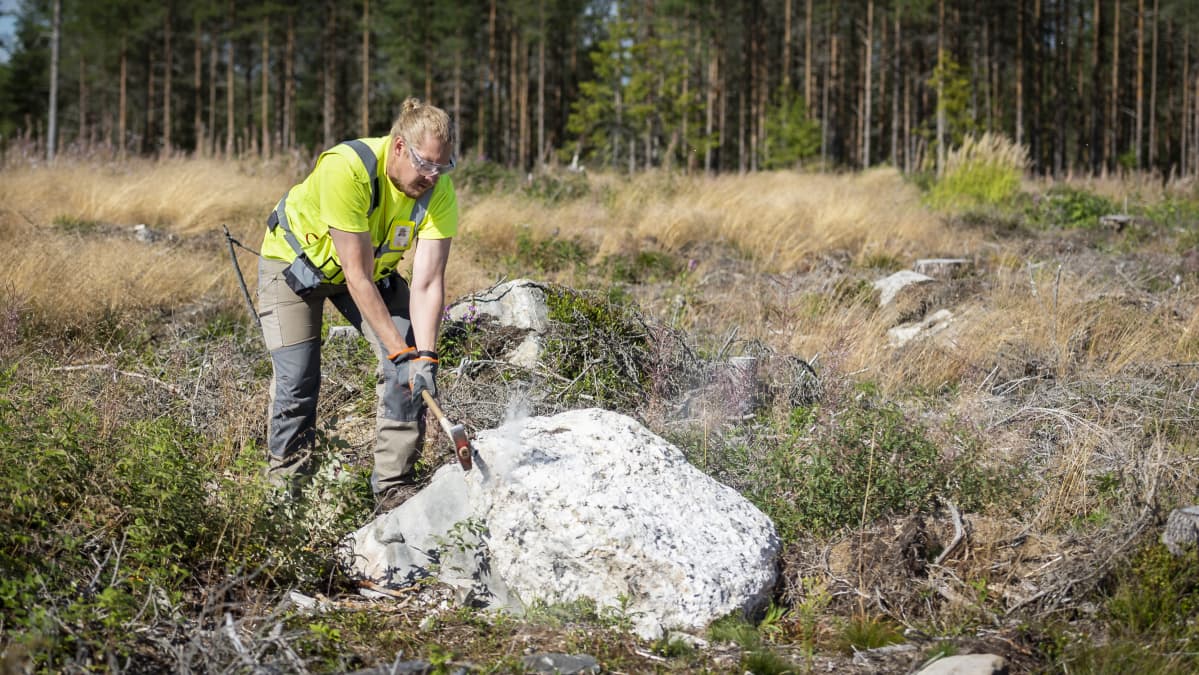 Henrik Nygård lyö hakkuuaukiolla olevaa kiveä hakulla.