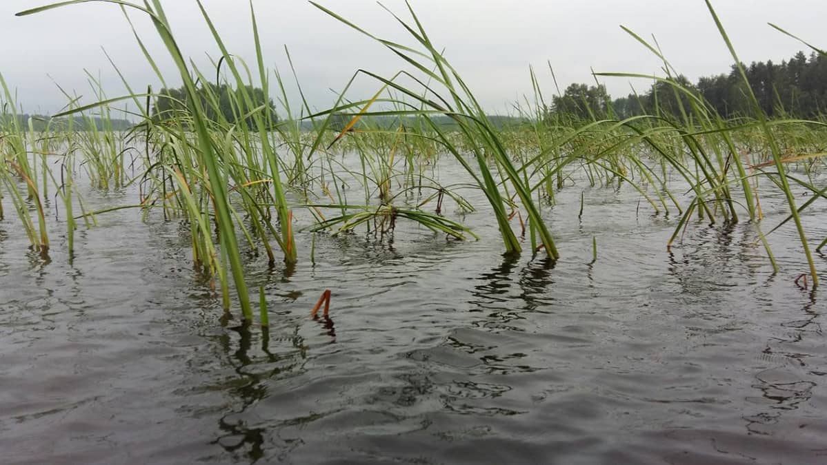 vesikasvillisuutta evijärvessä