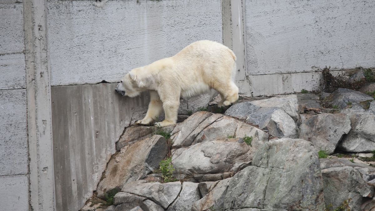 Ranuan eläinpuiston jääkarhu Sisu