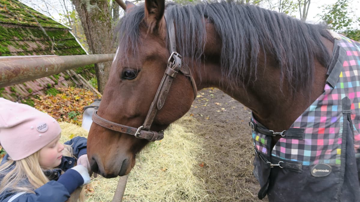 Hevonen nuuskii pikkutytön hansikasta aidanraosta.