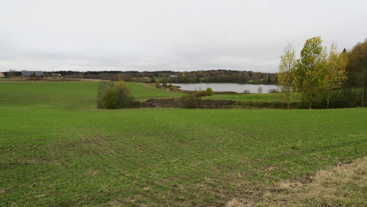 Vesistöön päin kallistuva peltoaukea Länsi-Uudellamaalla.