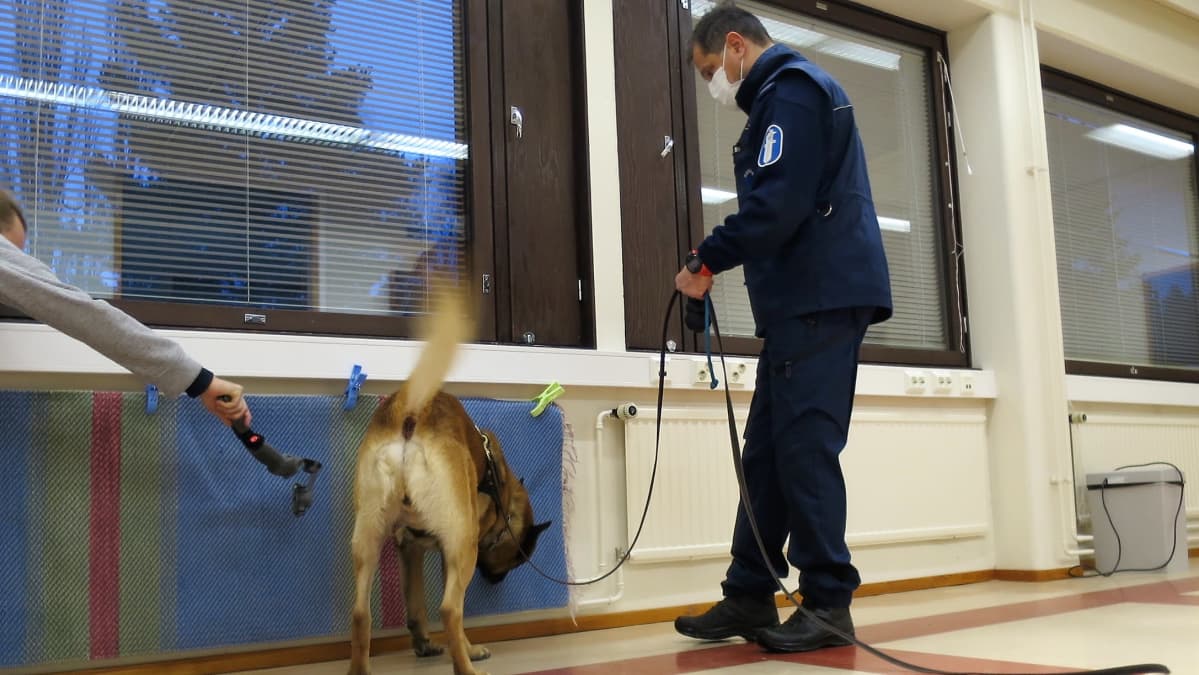 Poliisikoira haistelee mattoa luokkahuoneessa