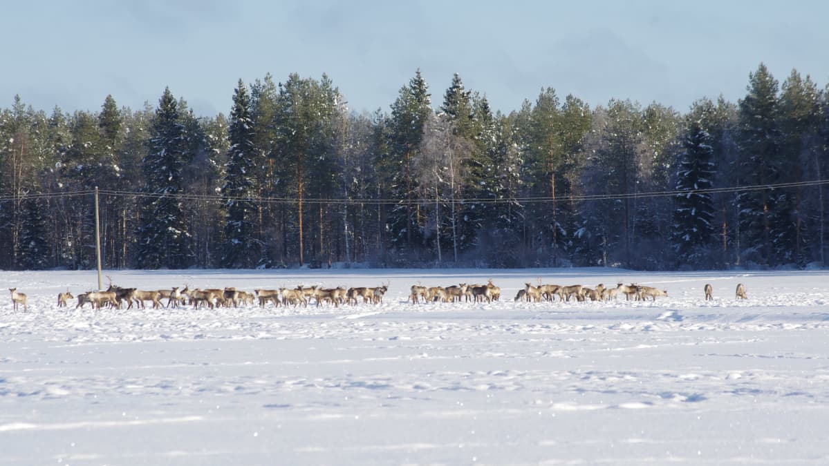 Metsäpeuroja talvilaitumilla Kauhavalla