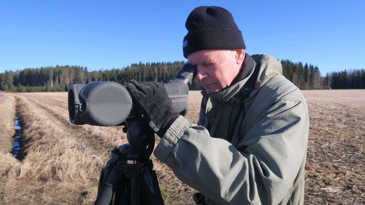 Martti Heikinheimo tarkkailee muuttavia hanhia