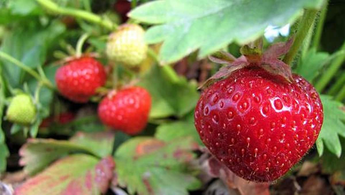 ulkomaalaiset tuoreet mansikat raskausdiabetes