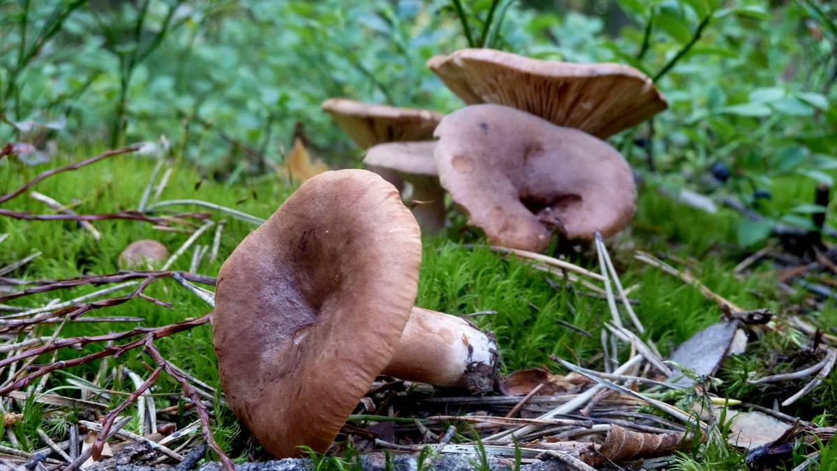 Kangasrousku