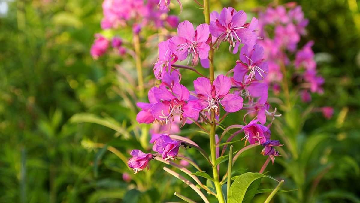 Kuvahaun tulos haulle maitohorsma