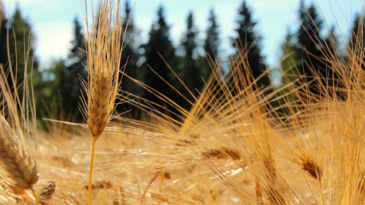 Lihava lesbo ryhmä seksiä