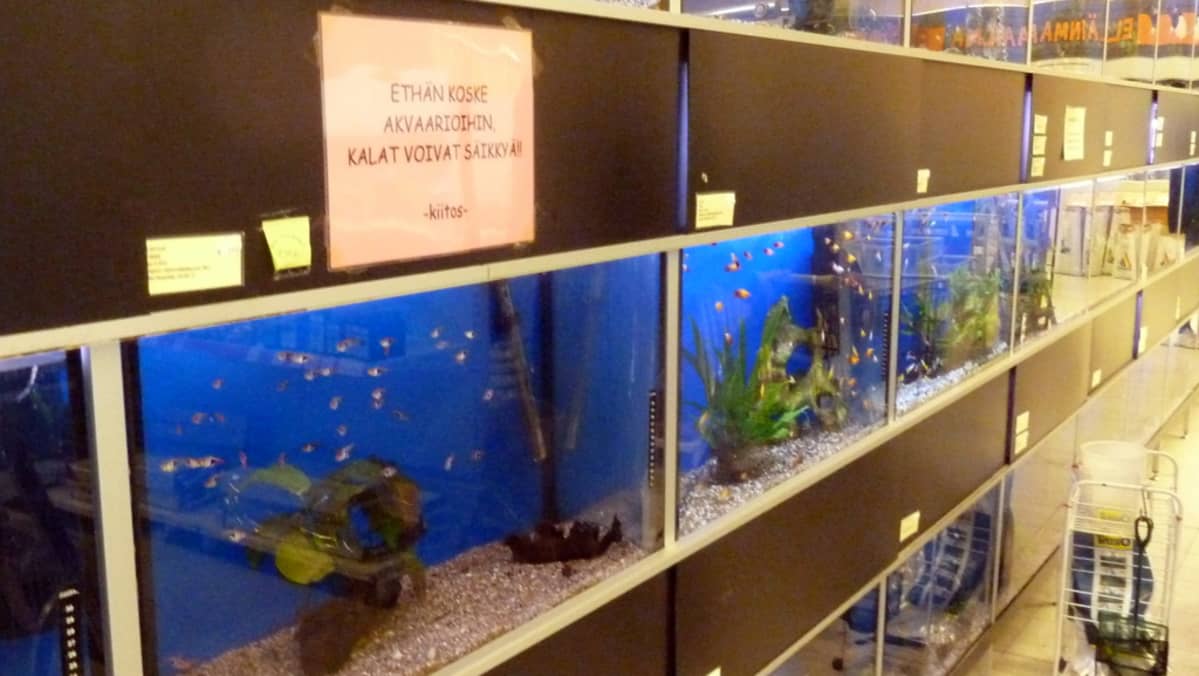 Akvaariokaloja Rahulan Rehussa Lappeenrannassa.