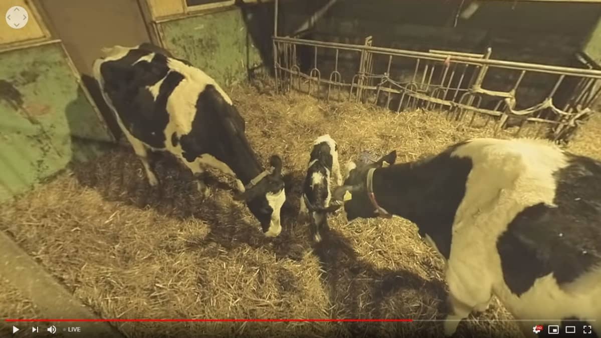 Kuvakaappaus youtube-videolta jossa kaksi lehmää nuuhkii vasikkaa.