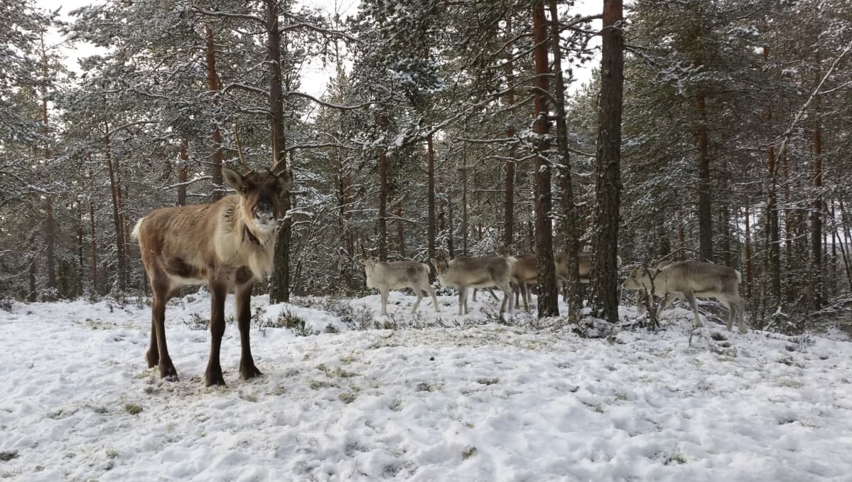poroja Lemmenkallion porotila
