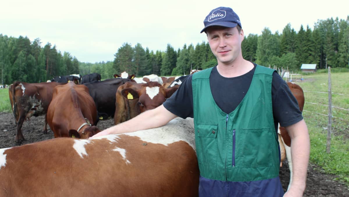 maidontuottaja Tuomo Siljanen lehmien keskellä