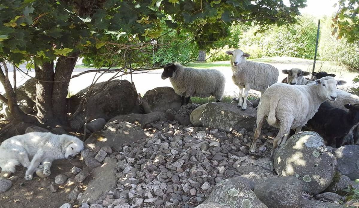 Laumanvartijakoira lepotauolla lammastilalla Savitaipaleella.