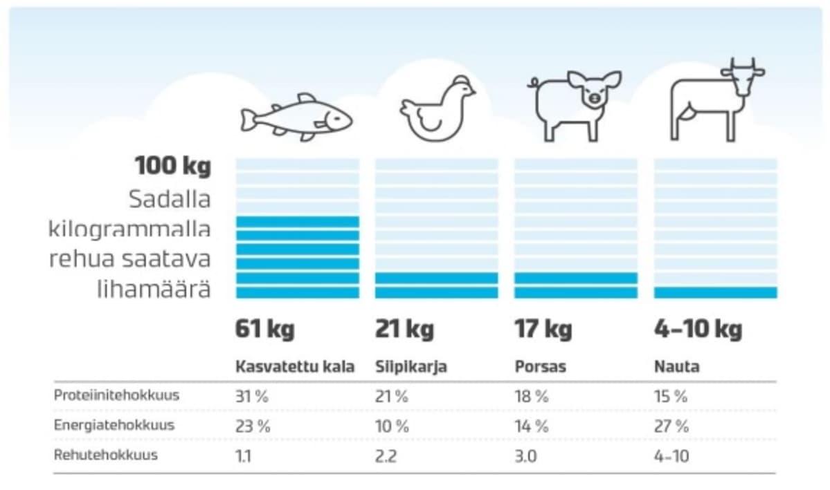 Taulukko, jossa vertaillaan eläintuotannon proteiinitehokkuutta. 