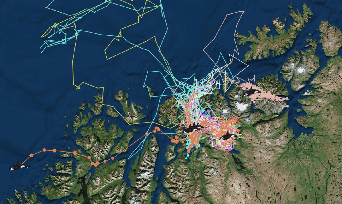 Satelliittiseurannan mukaan ryhävalaat uivat melkoista siksakkia Tromssan läänin koillisosan vuonoissa.