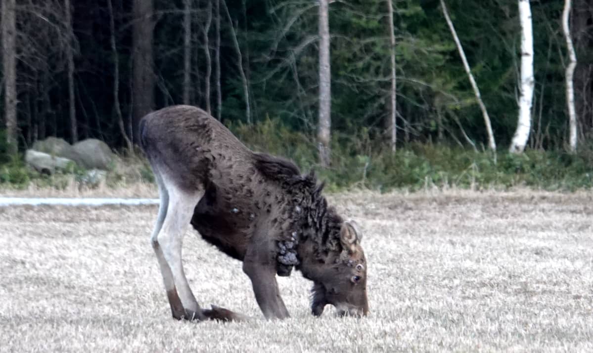 Pattikaulainen hirvi syö polvillaan pellolla.