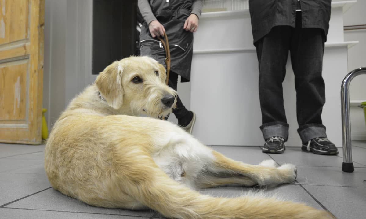 Labradoodle Kerttu ottaa rennosti trimmauksen jälkeen.
