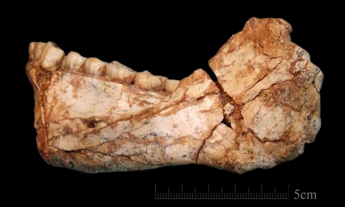 An undated handout photo made available by the Max Planck Institute for Evolutionary Anthropology (MPI EVA) on 07 June 2017 shows an almost complete adult mandible discovered at the Jebel Irhoud site in Morocco