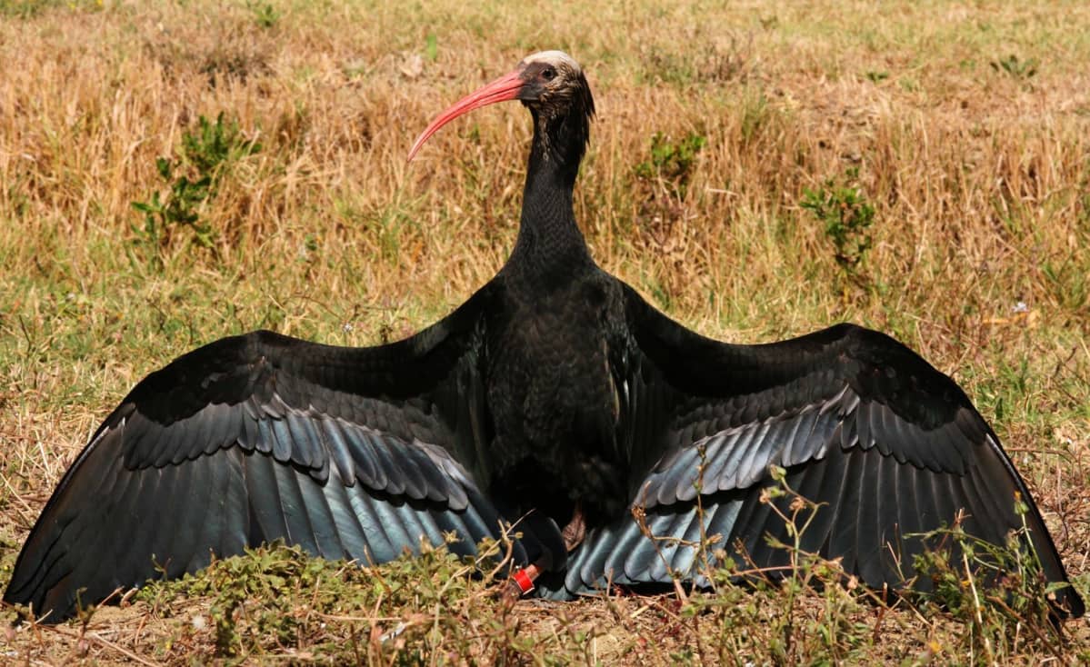 Nuori töyhtöiibis paistattelee auringossa.
