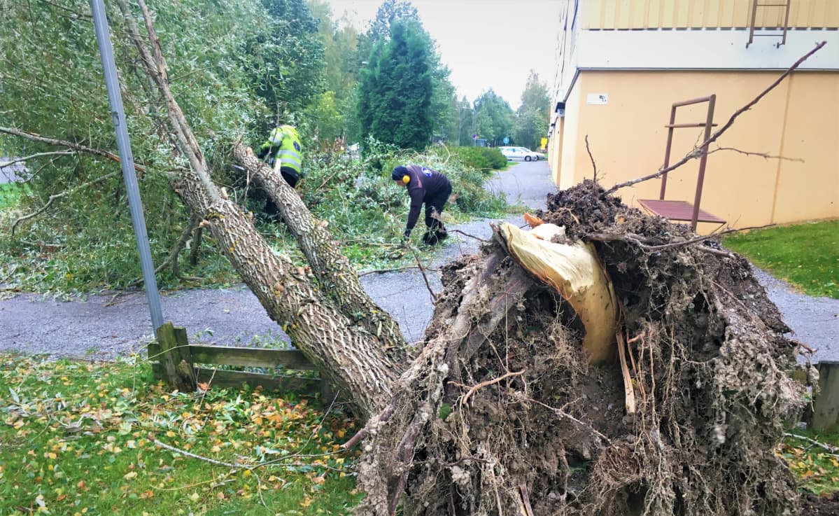 Puiden raivausta Vaasassa Aila-myrskyn jälkeen