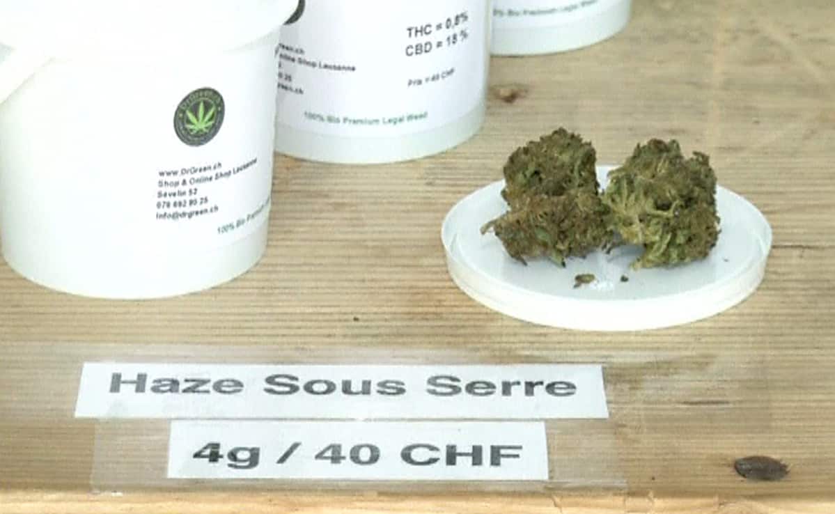 kasa kannabista
