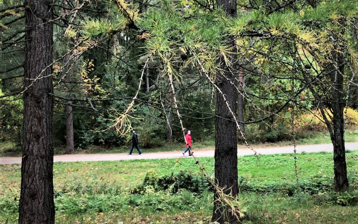 Ihmisiä kävelee puistokäytävällä puun takana.