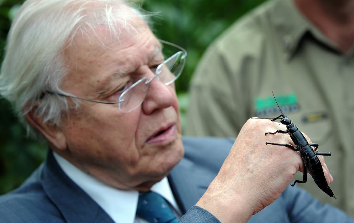 Luontotoimittaja David Attenborough Melbournen eläintarhassa kädellään valtava sauvasirkka, jonka luultiin 70 vuoden ajan kuolleen sukupuuttoon.