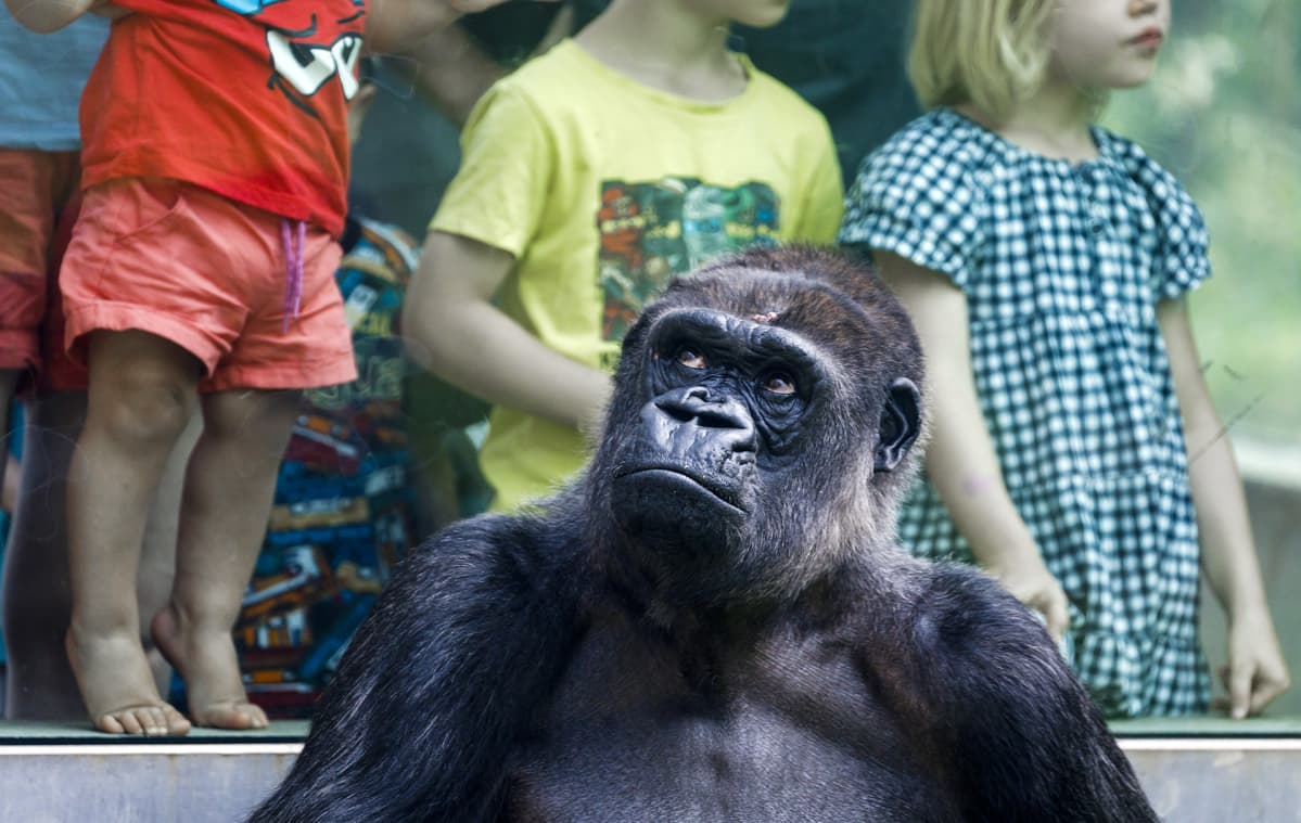 Gorilla katselee hieman ylöspäin miettiväisen oloisena, ja sen takana on lasin takana pieniä lapsia.