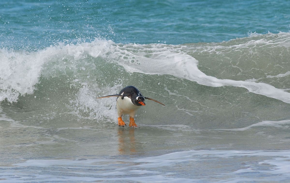 Pingviini surffaa aallon harjalla