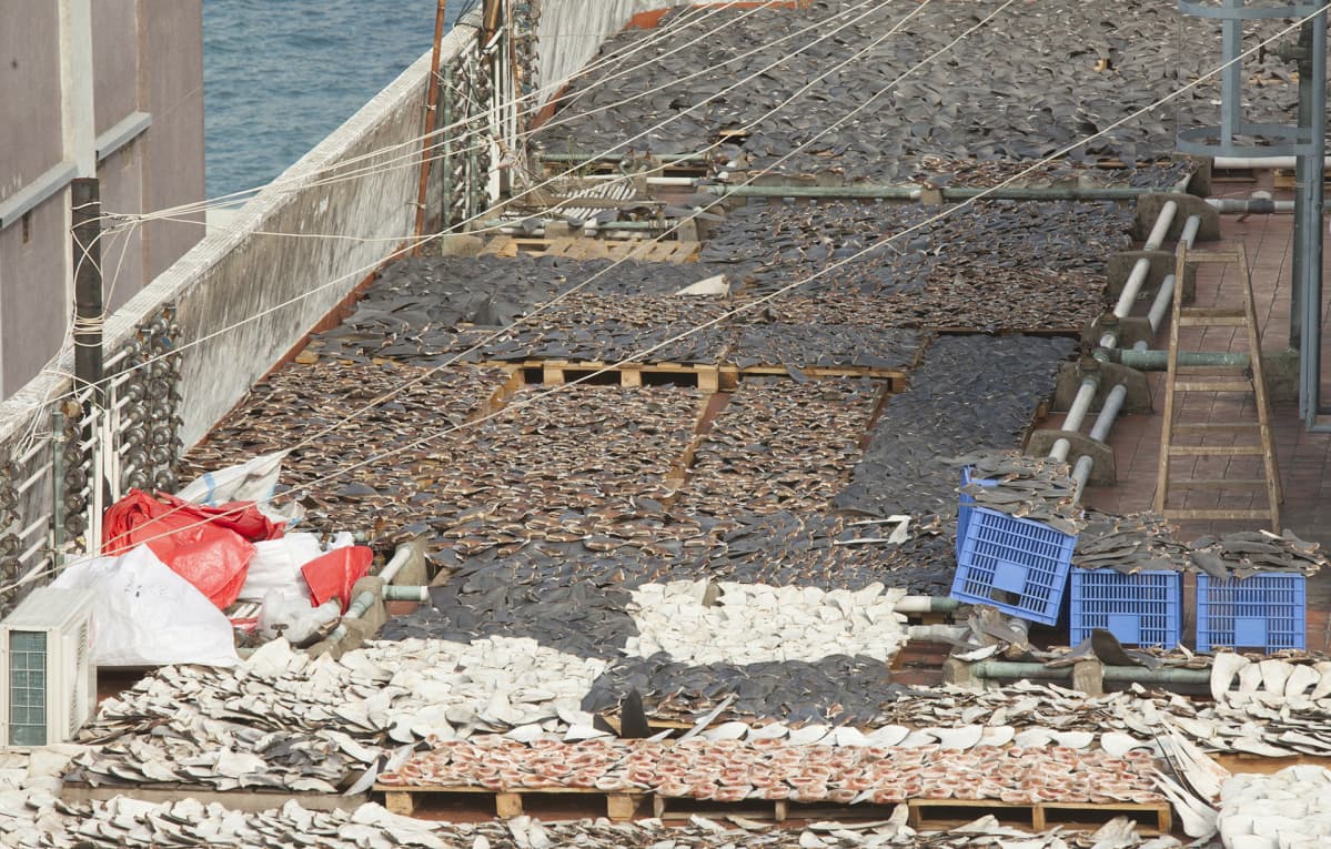 epa03521747 Thousands of shark fins are seen drying on the roof top of an industrial building in Hong Kong's Kennedy Town district, Hong Kong, China, 01 January 2013. Shark fin traders in the city have recently changed tactic to drying freshly caught fins from sharks on roof tops instead of on public sidewalks, as a public outcry in the Hong Kong in 2010 forced them to move the fins out of sight. Activists say that shark finning is cruel and wasteful, as the fins of the shark are removed whilst it is still alive, and then the animal is thrown back into the sea to die a slow and painful death. Scientists estimate that the fins of between 26 and 73 million sharks are traded on an annual basis. Solely in Hong Kong, this accounts for about 50% of global imports. According to a 2010 survey by the United Nations International Union for the Conservation of Nature (IUCN) 143 out of a total of 430 shark species are listed as globally threatened, and 54% are at high risk of extinction now or in the near future. The consensus in the scientific community is that this is being driven by overfishing and the Chinese appetite for shark fin soup. Despite widespread global legislation being in place to ban the sale and possession of shark fin in many countries around the world, the Hong Kong government has yet to legislate against shark finning. EPA/ALEX HOFFORD