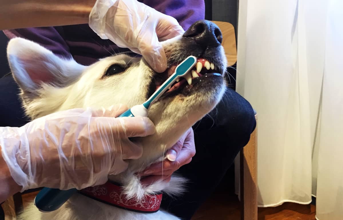 koiran hammaskiven poisto hinta