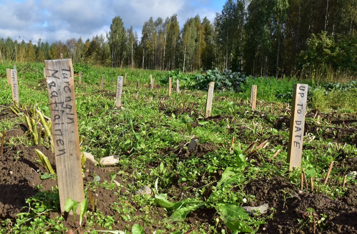 Turengin maatiainen ja kymmenet muut perunalajikkeet.
