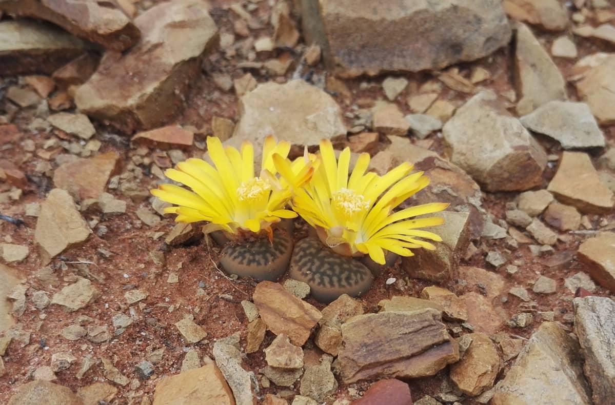 Lithops hookeri