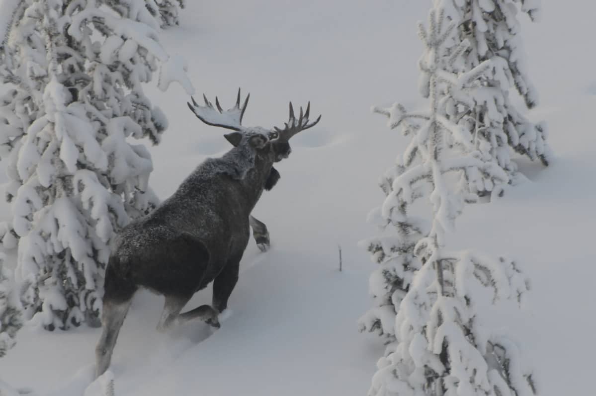 Ealga, govvejuvvon 2018 helikopteris. (Hirvi kuvattuna helikopterista.)