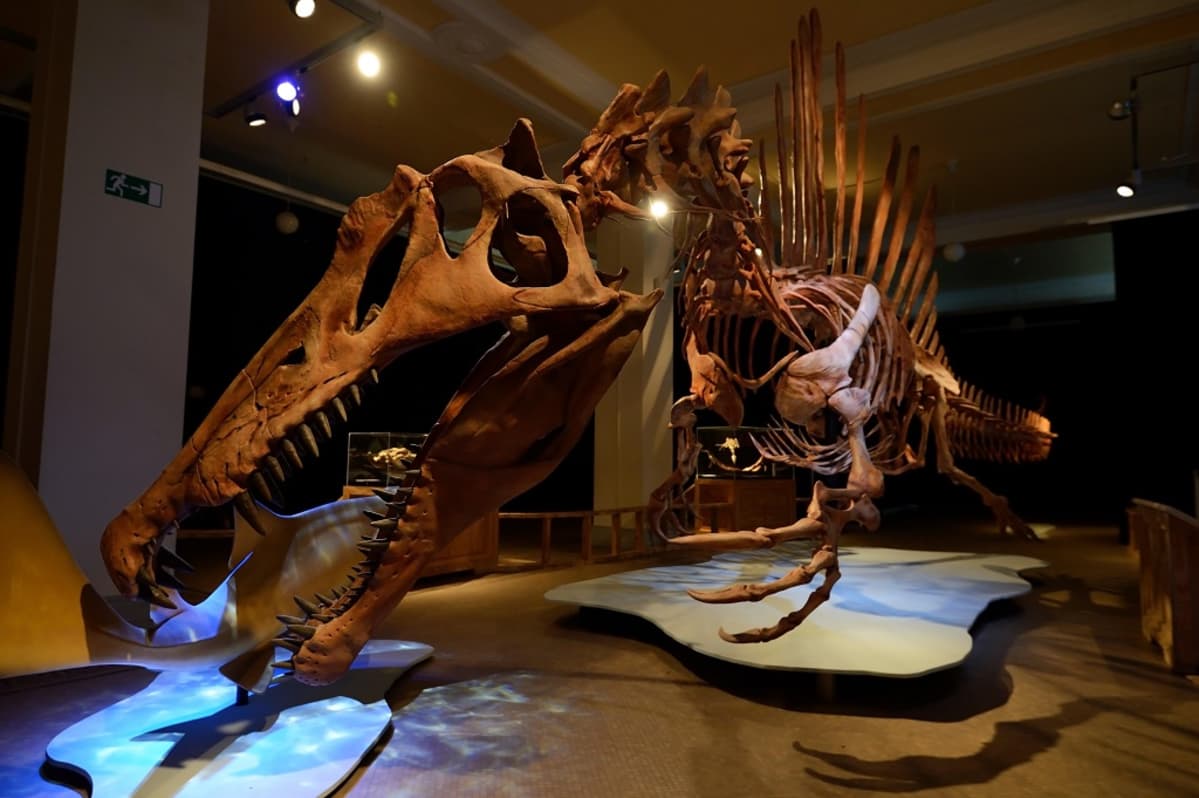 Kopio Spinosaurus aegyptiacuksen luurangosta.