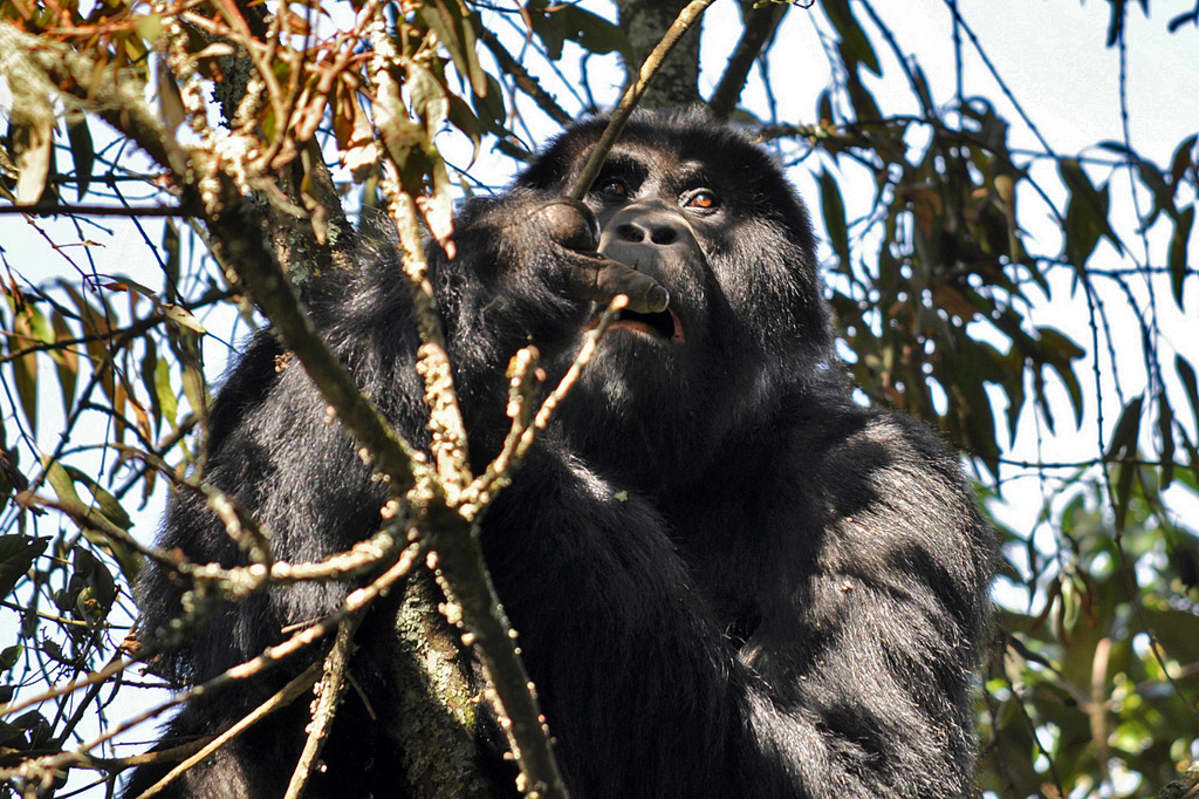 Gorilla ruokailee puussa