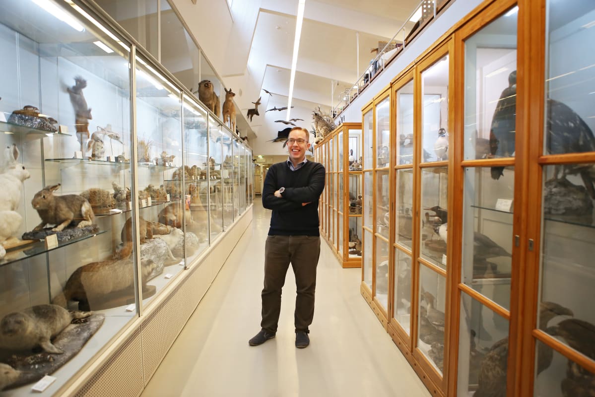 Professori Sääksjärvi seisoo Turun yliopiston eläinmuseon käytävällä. Vitriineissä on täytettyjä eläimiä.