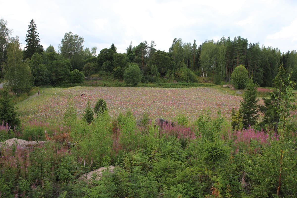 Kukkapelto Pyhtäällä.
