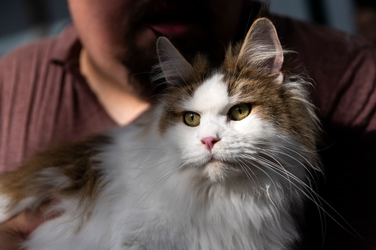 kissa