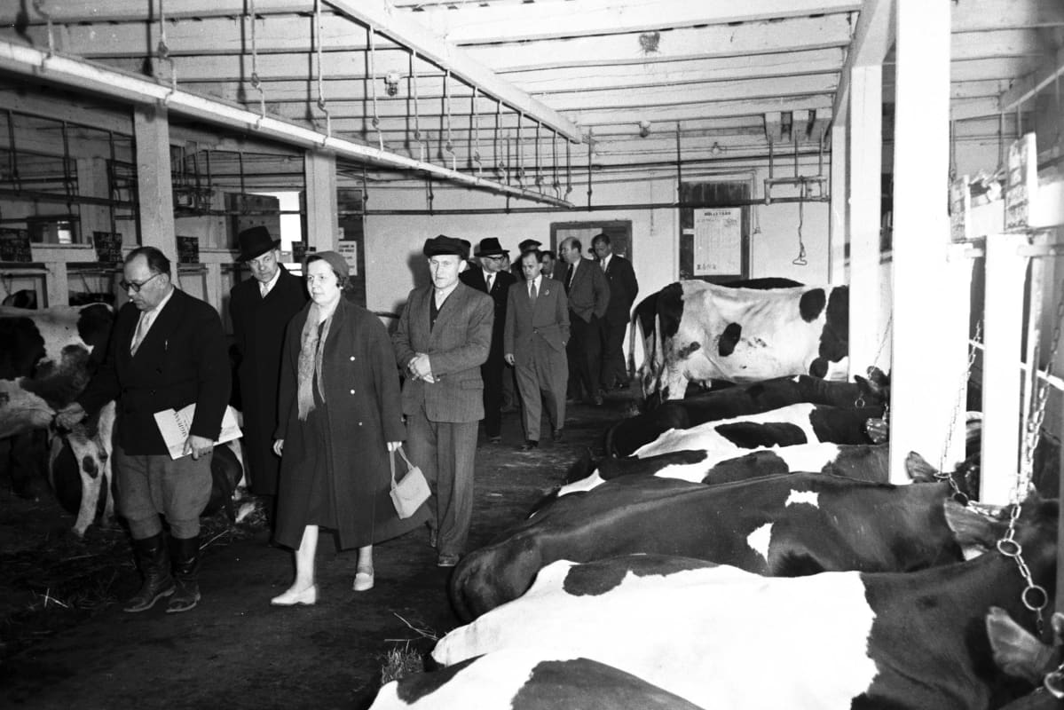 Suomen kommunisteja tutustumassa kolhoosissa karjanhoitoon vuonna 1960.