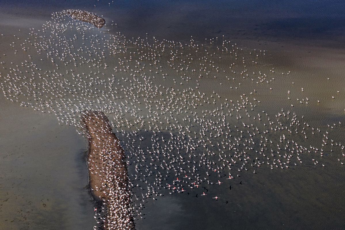 Ilmakuva lepäävistä flamingoista Agios Mamas- kosteikolla.