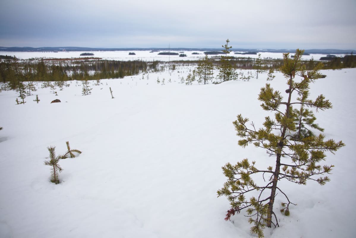 Kemijärven sellutehdashankkeen tyhjä tontti.