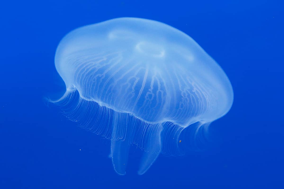 Kuvahaun tulos haulle meduusa